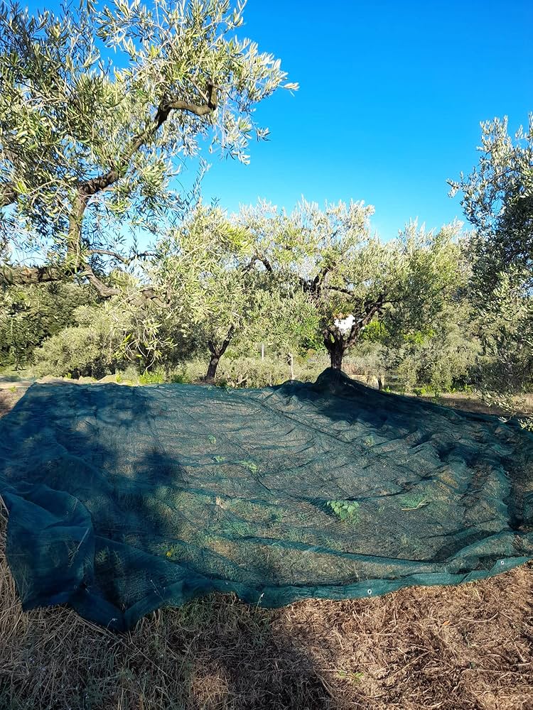 45282160