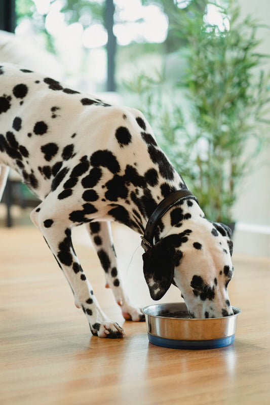 Un cane dalmata mangia da una ciotola su un pavimento in legno
