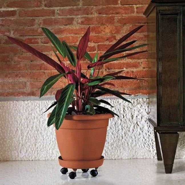 45273332